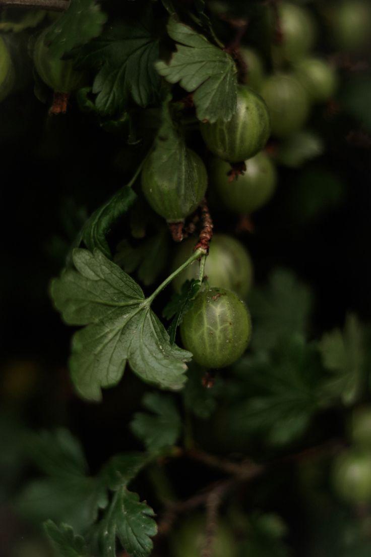 Nature's Palette: Artisanal Field-to-Feast Mix